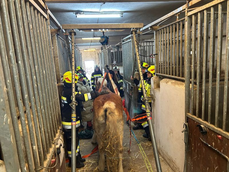 FFG_2025_11_15_Pferd_Premstaetten