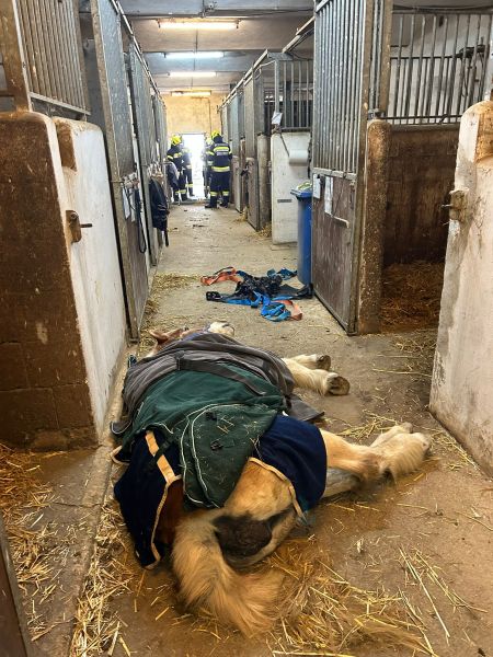 FFG_2025_11_15_Pferd_Premstaetten2