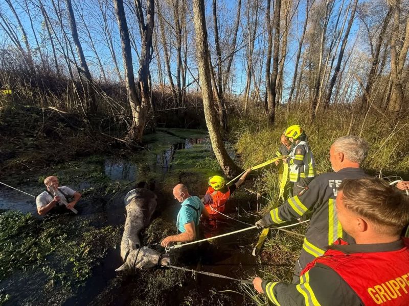 2025_11_04_tierrettung_werndorf03
