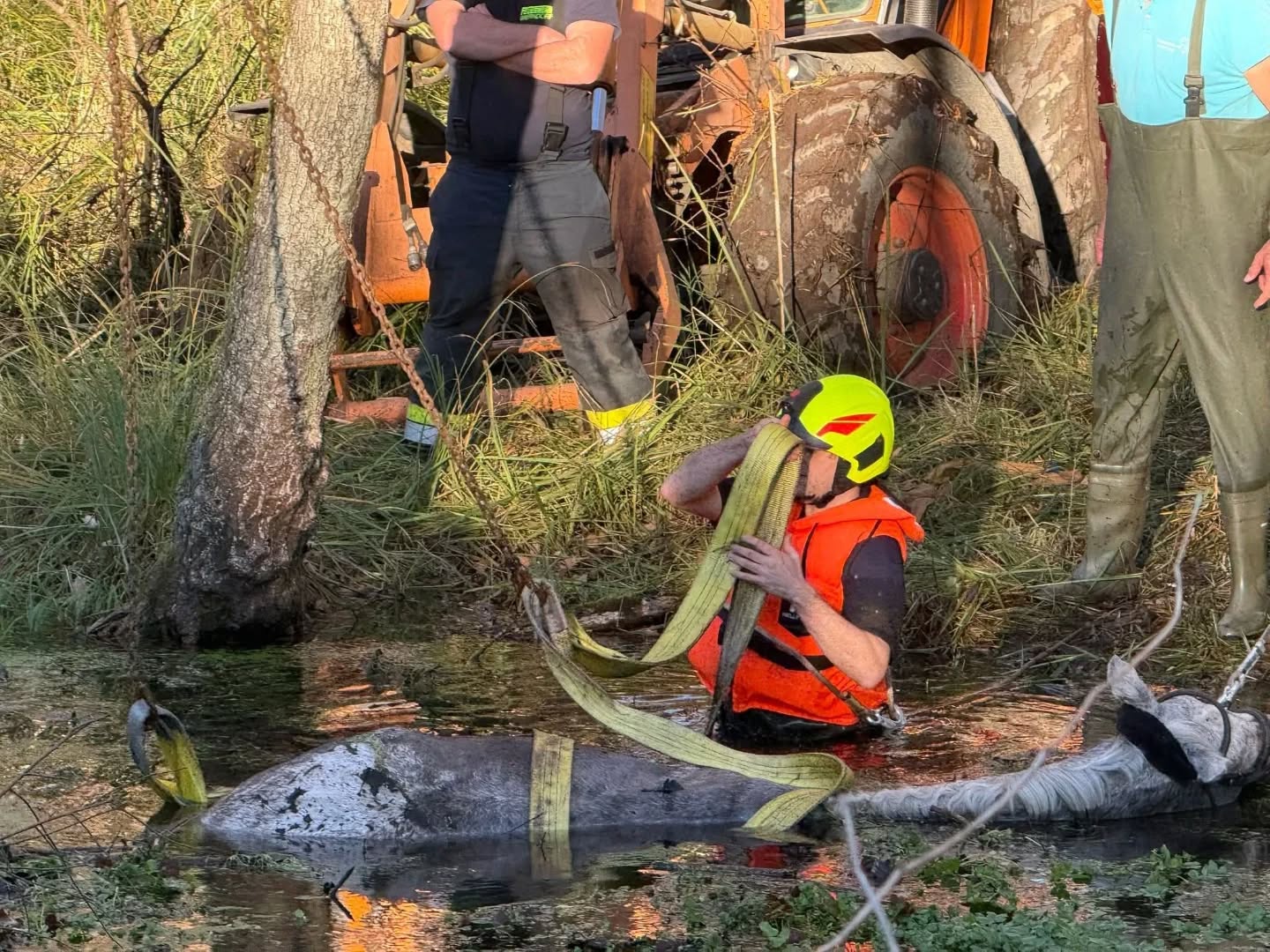 2025 11 04 tierrettung werndorf