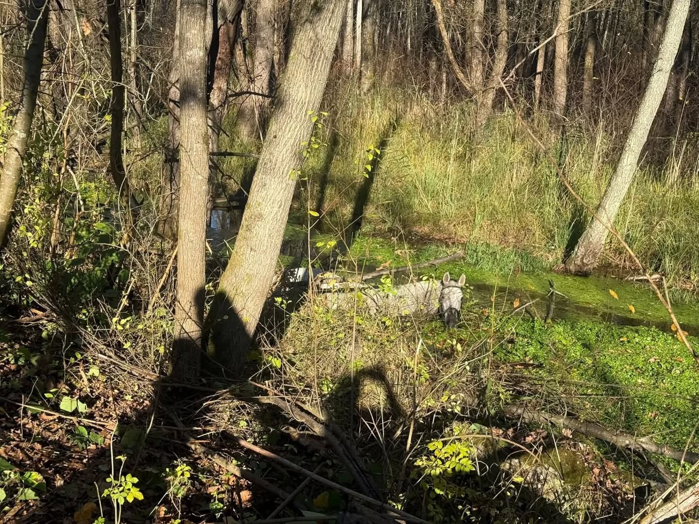 2025 11 04 tierrettung werndorf02