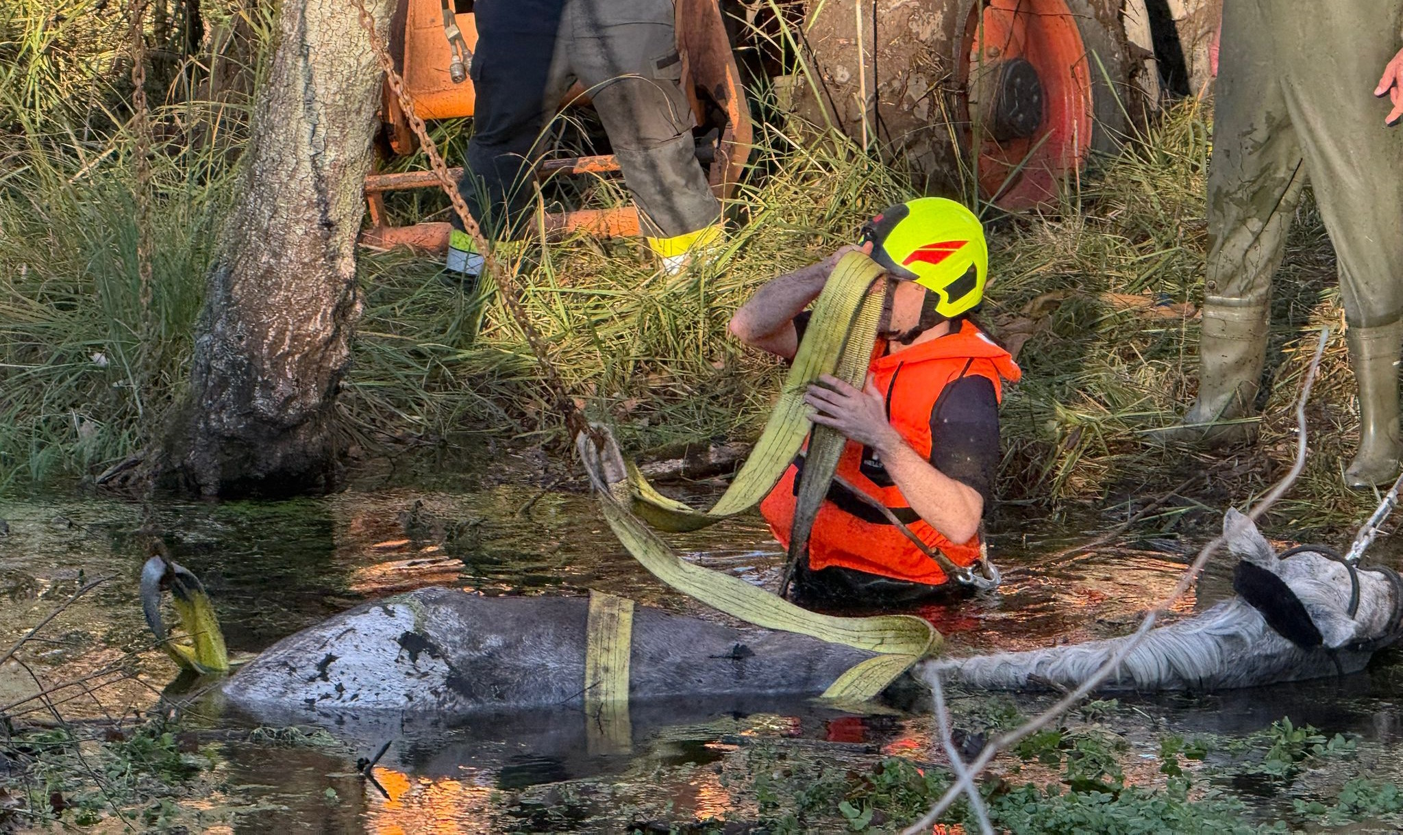 01 pferd werndorf kommandant marc pacher im sump 4nov2025