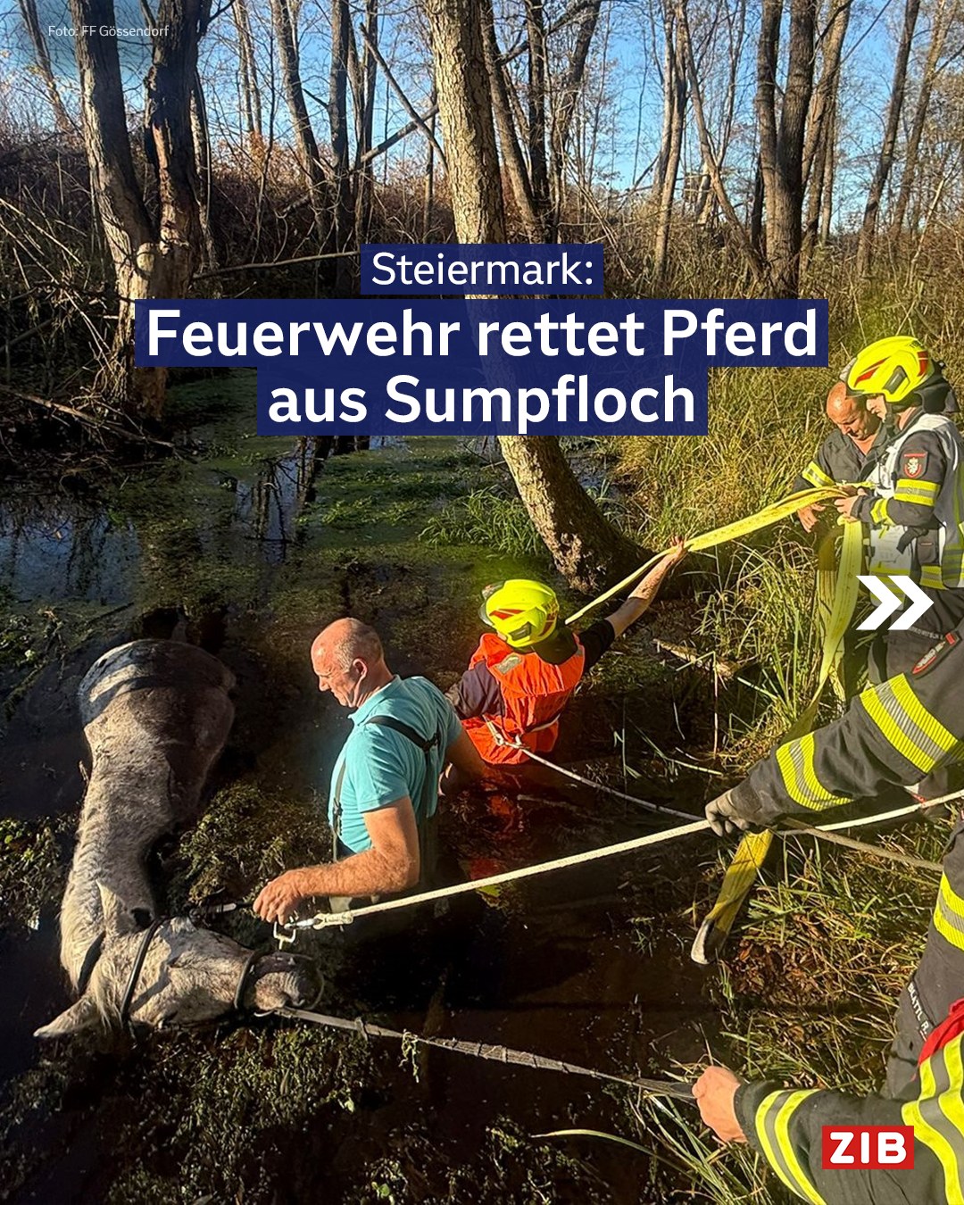 01 pferd werndorf kommandant marc pacher im sump 4nov2025zib